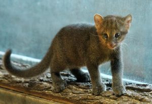 Brno Zoo’s Newest Arrival: a Jaguarundi Cub