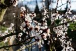 Applications Open For South Moravian Landscape Prize