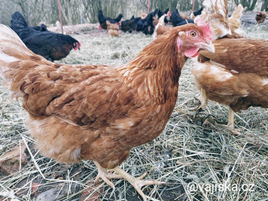 Deputies Ban Cage Breeding of Hens in Czech Republic From 2027 Deputies Ban Cage Breeding of Hens in Czech Republic From 2027