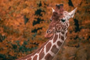 Brno Zoo Prepares For This Year’s New Arrivals