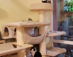 International Cat Day: An Interview With Brno’s LuckyCats Shelter