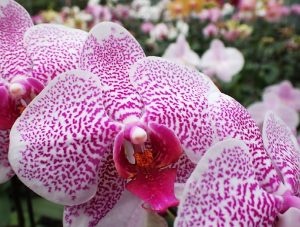 Mendel University’s Botanical Gardens Present Orchids In Bloom To The Public