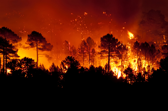 Number Of Forest Fires Anticipated To Increase Due To Climate Change 