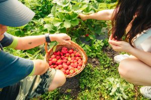 Strawberry Picking Season Begins At South Moravia’s “Pick-Your-Own” Farms