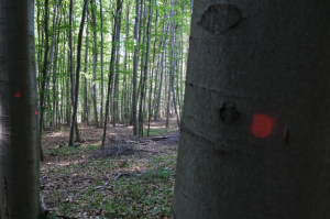 Masaryk Forest Enterprise To Reopen Hiking Routes in the Moravian Karst and Soběšice From April