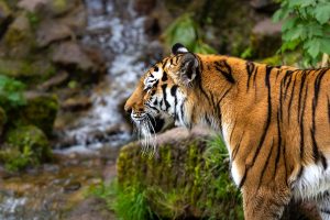 Tiger Which Escaped From Ukrainian Zoo Roaming Eastern Slovakia