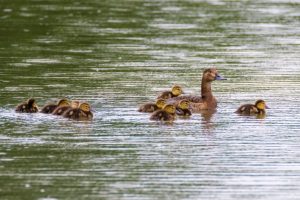 Common Pochard Becomes Czech Bird of the Year 2023