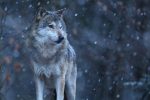 Mendel University Researchers Are Investigating The Balance Between Wolves and People