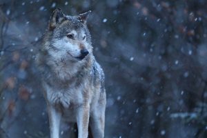 Mendel University Researchers Are Investigating The Balance Between Wolves and People