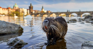 MENDELU Scientists To Develop Guidelines For Managing Wild Animals in Cities