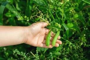 More Than Half Of Czech Households Grow Their Own Food