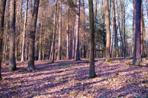 Share of Artificially Planted Forests In Czech Republic Is Too High, Warns Environmental NGO