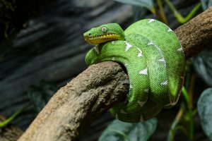Emerald Tree Boas Are the New Inhabitants of Prague Zoo