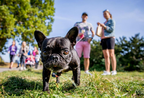 CREDIT - 'Let's Run And Help The Shelters'