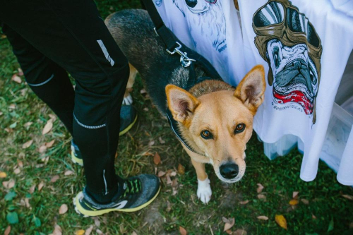 CREDIT - 'Let's Run And Help The Shelters'